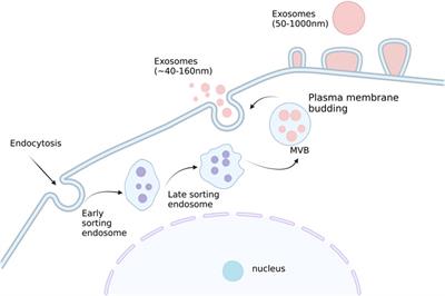 Research progress of exosomes in drug resistance of breast cancer